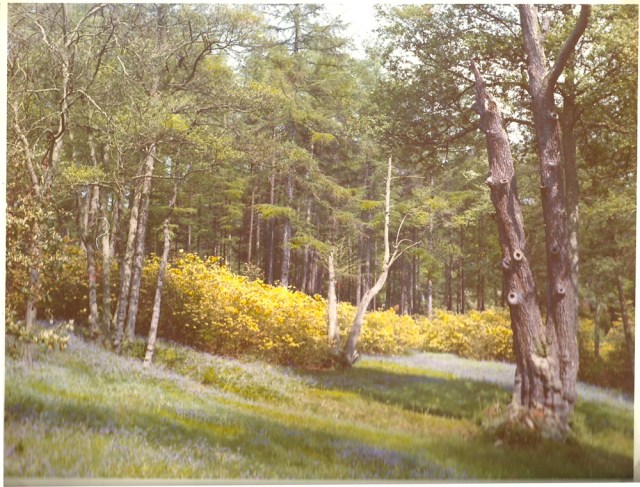 Photograph of Bluebell Wood from anonymous photograph album from Wales and Borders 1960s