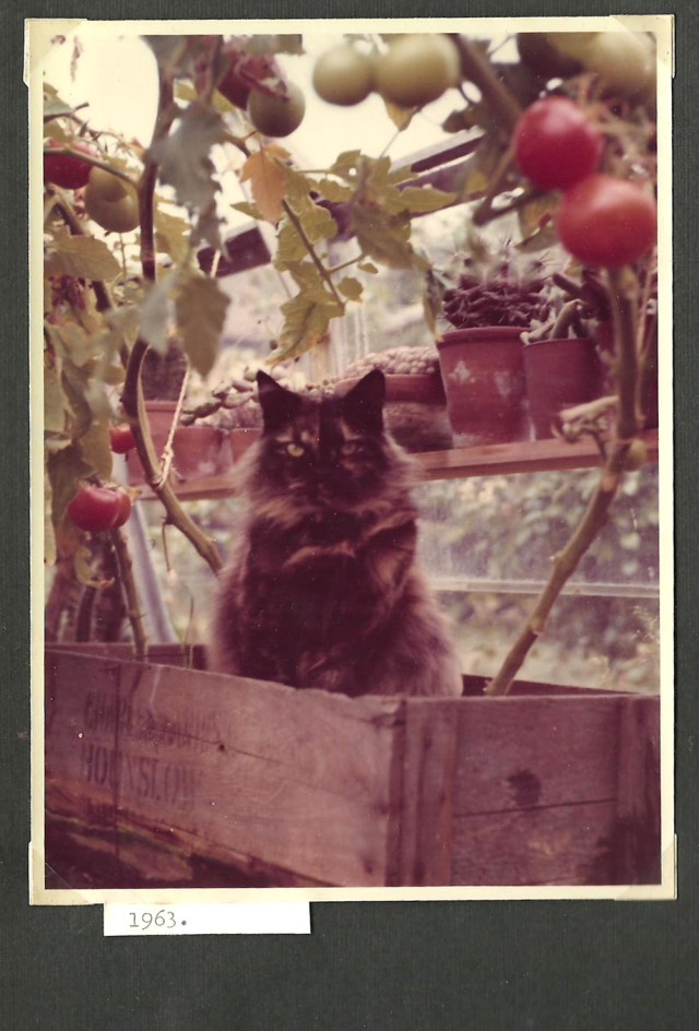 Photograph of Cat from anonymous photograph album from Wales and Borders 1963