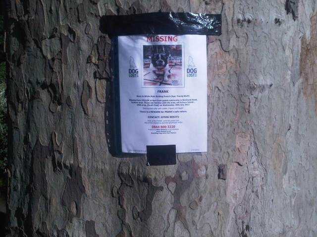 Missing Dog Frank (on tree in local park)