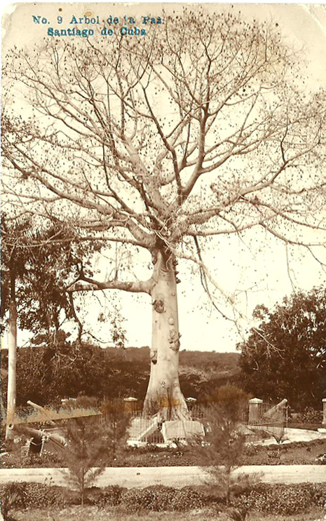 No 9 Arbol de la Paz Santiago de Cuba