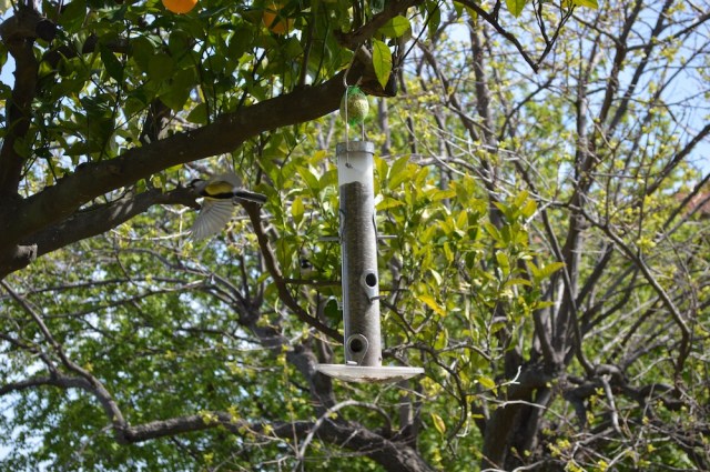 Blue tit in Denise Arnold's garden