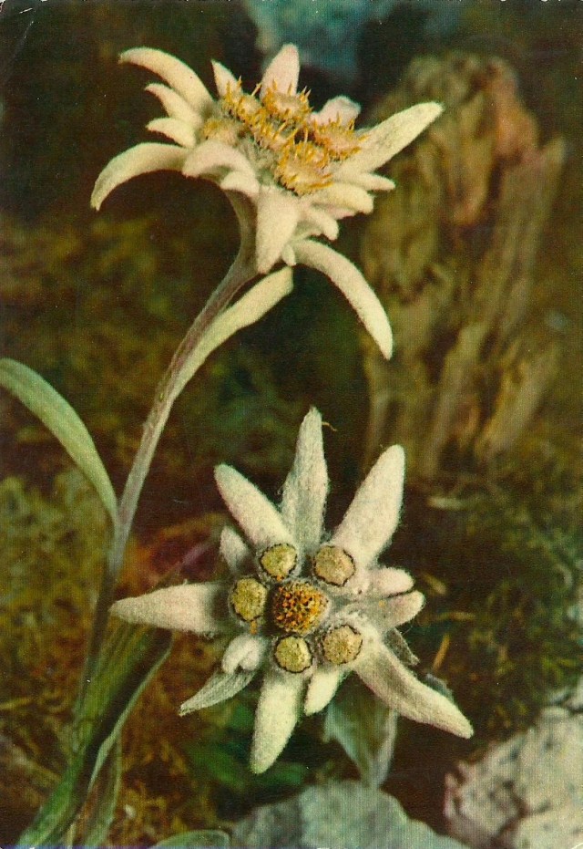 Thank you very much for the presents you sent me.  I hope you are well.  Please give my kind regards to all the family at via verdi with love from Nellie Gillett addresed to The Misses R & E Traine, via Verdi 20, Bergamo Italy 1971