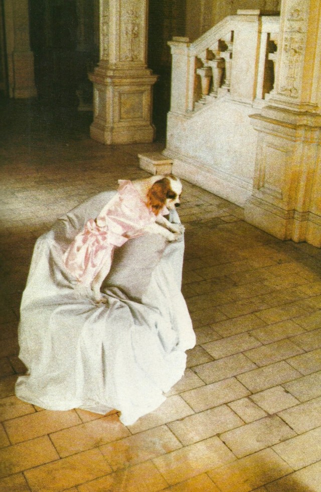 Debruff Turberville is recognized for her hauntingly beautiful photographs of dogs lost in thought in surrealist surroudings from Dogue by Ilene Hochberg (c) Ilene Rosenthal Hockberg 1986