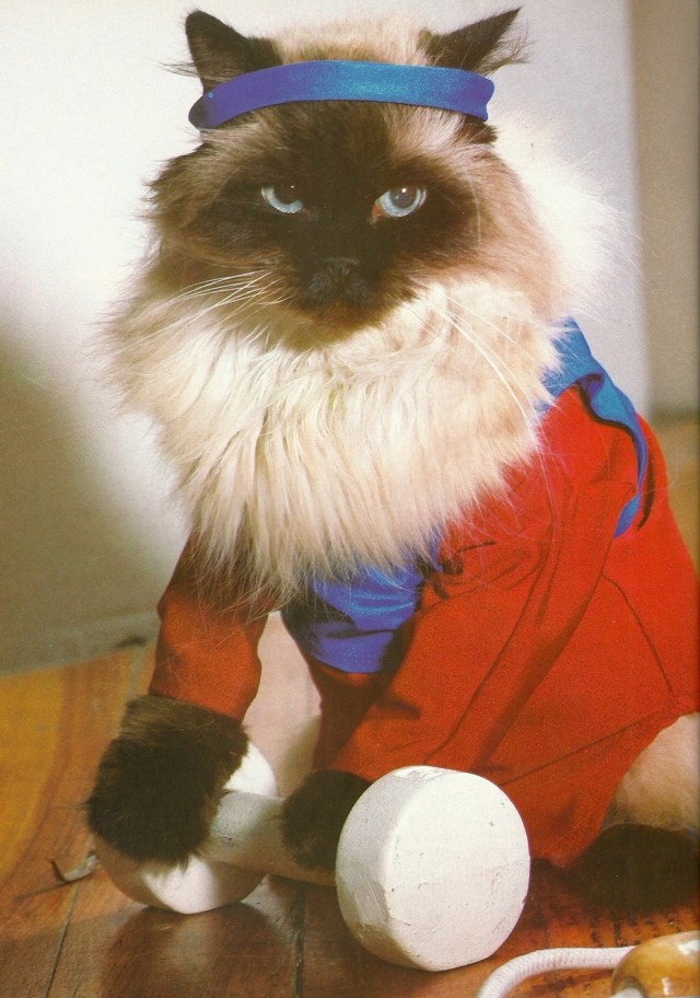 From Catmopolitan by Ilene Hockberg (c) 1987 'Paws to Catch your Breath, Cathletics and Feline Fitness' by Javanese Fonda