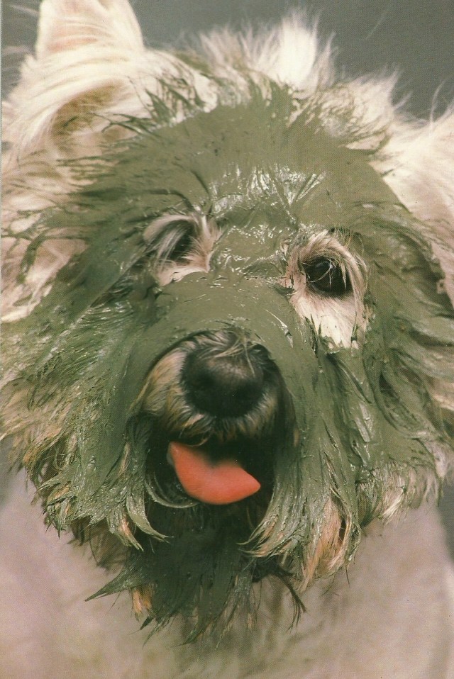 Running Penn ...This stunning example of his work ...apeared as a beauty shot in the recent issue of Dogue to illustrate the benefits of mud masque on canine complexions from Dogue by Ilene Hockberg (c) Ilene Rosenthal Hockberg 1986
