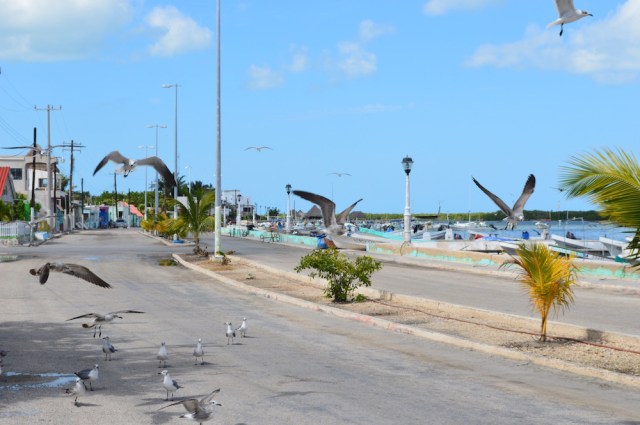 Rio Legartos February 2016