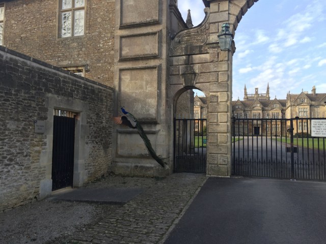 Peacock flying 2016 (Photo by Lettie)