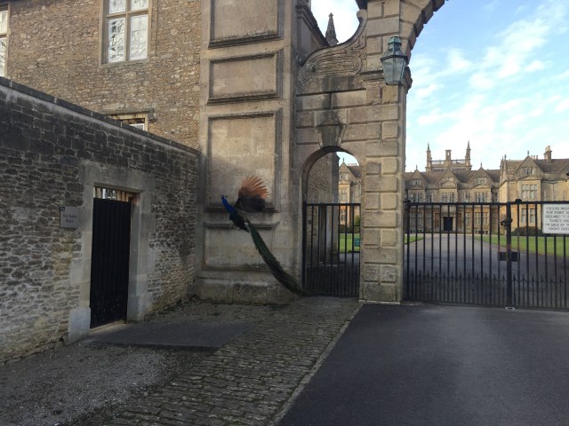 Peacock (Photo by Lettie taken on iPhone 6) April 2016