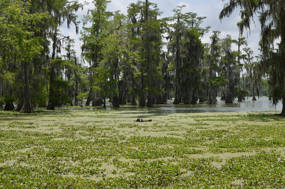 Alligator Louisiana May 2019