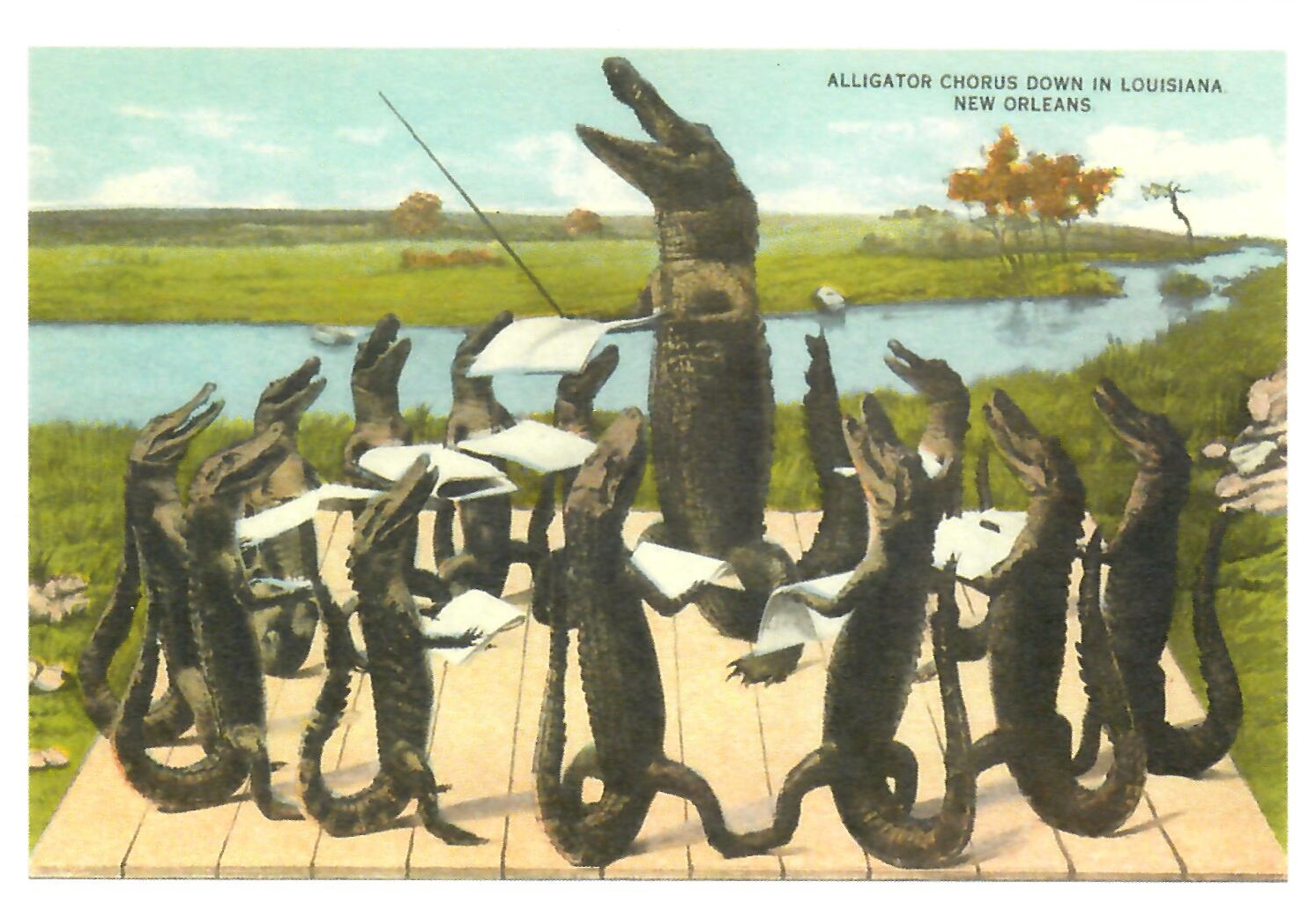 Alligator Chorus Down in Louisiana New Orleans